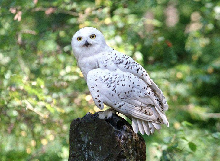 Hedwig the owl